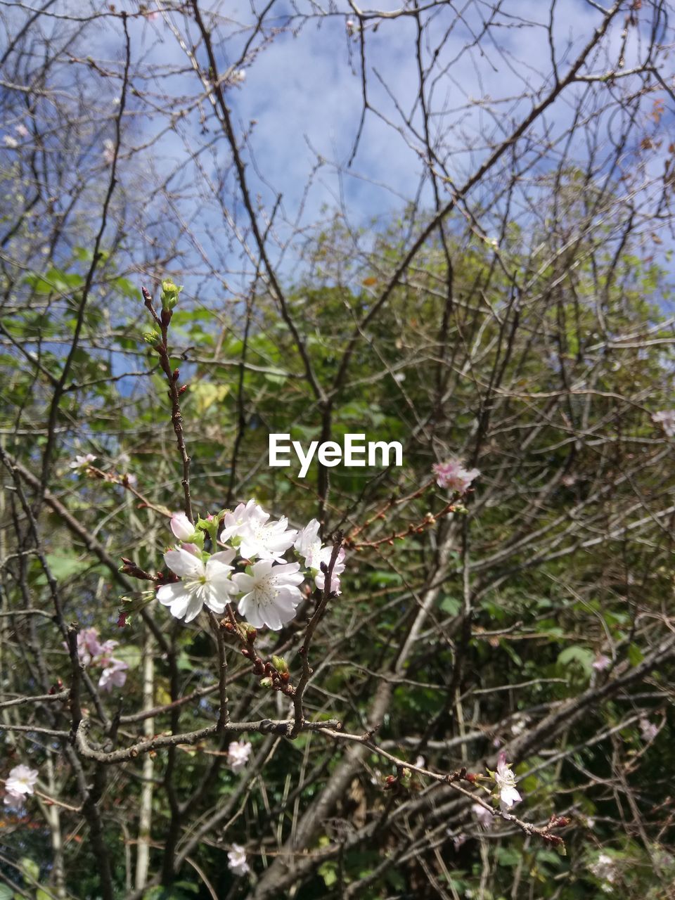 CLOSE-UP OF WHITE FLOWERS ON BRANCH