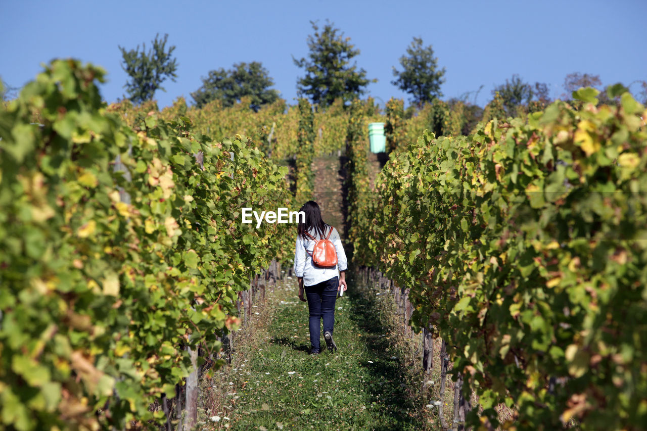 Full length rear view of woman walking in vineyard against clear sky