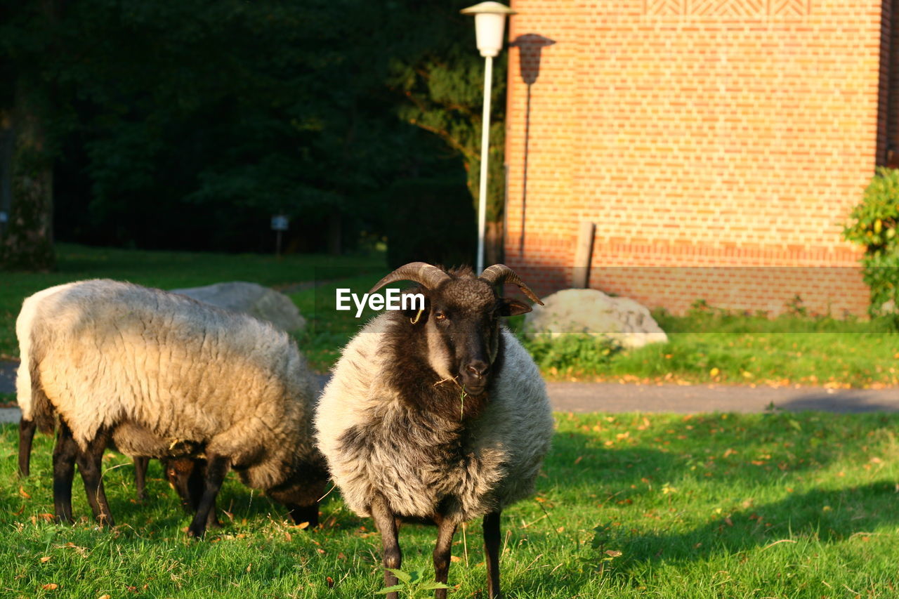 SHEEP IN FIELD