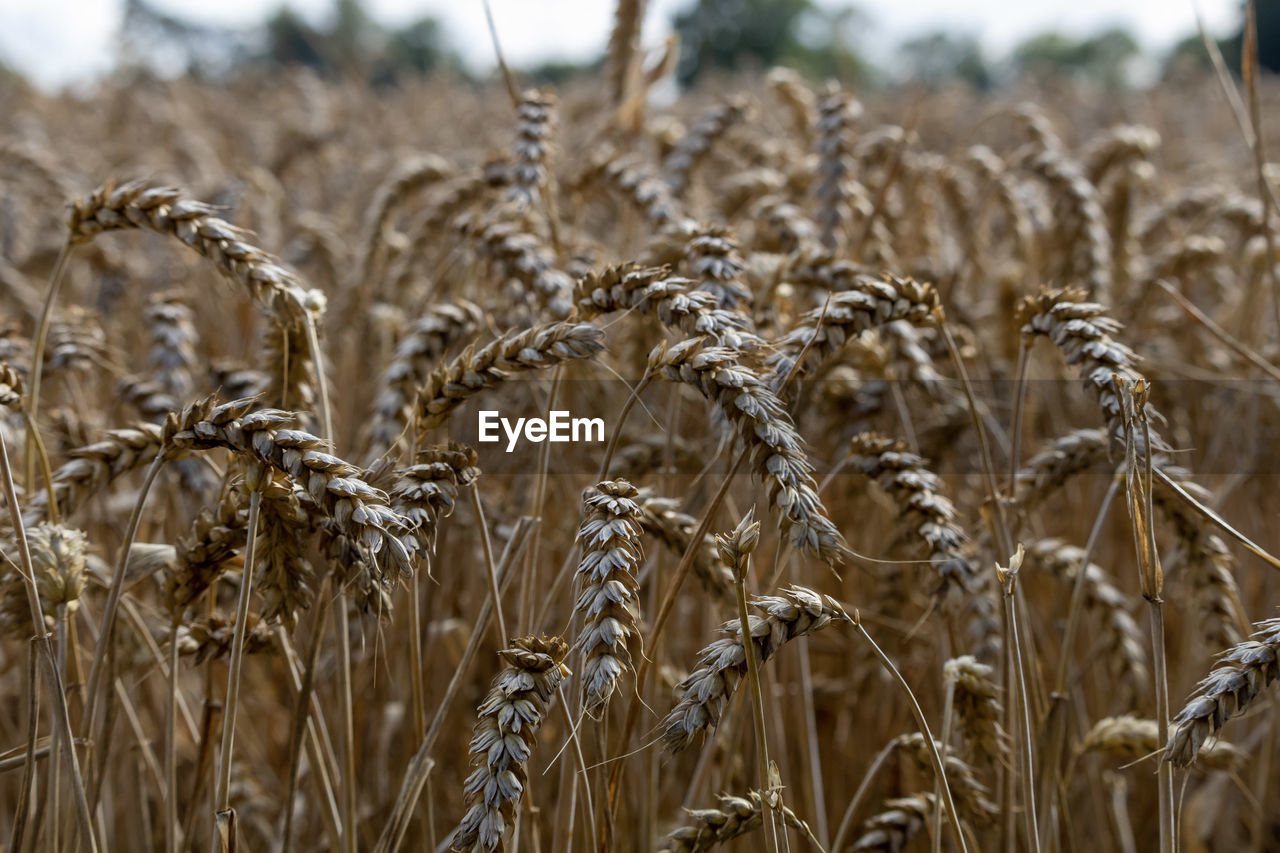 close-up of wheat growing in field