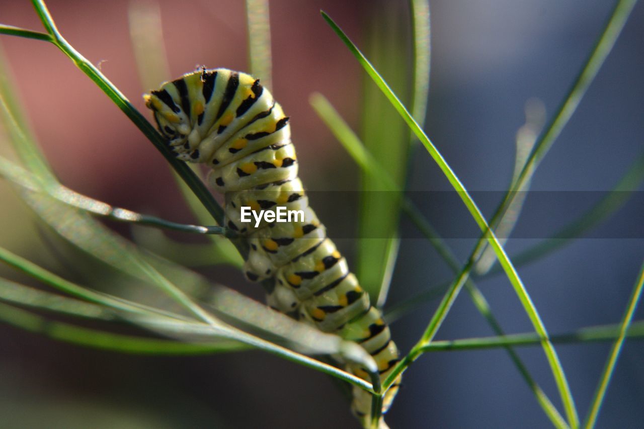 Close-up of swallowtail caterpillar on dill is plant