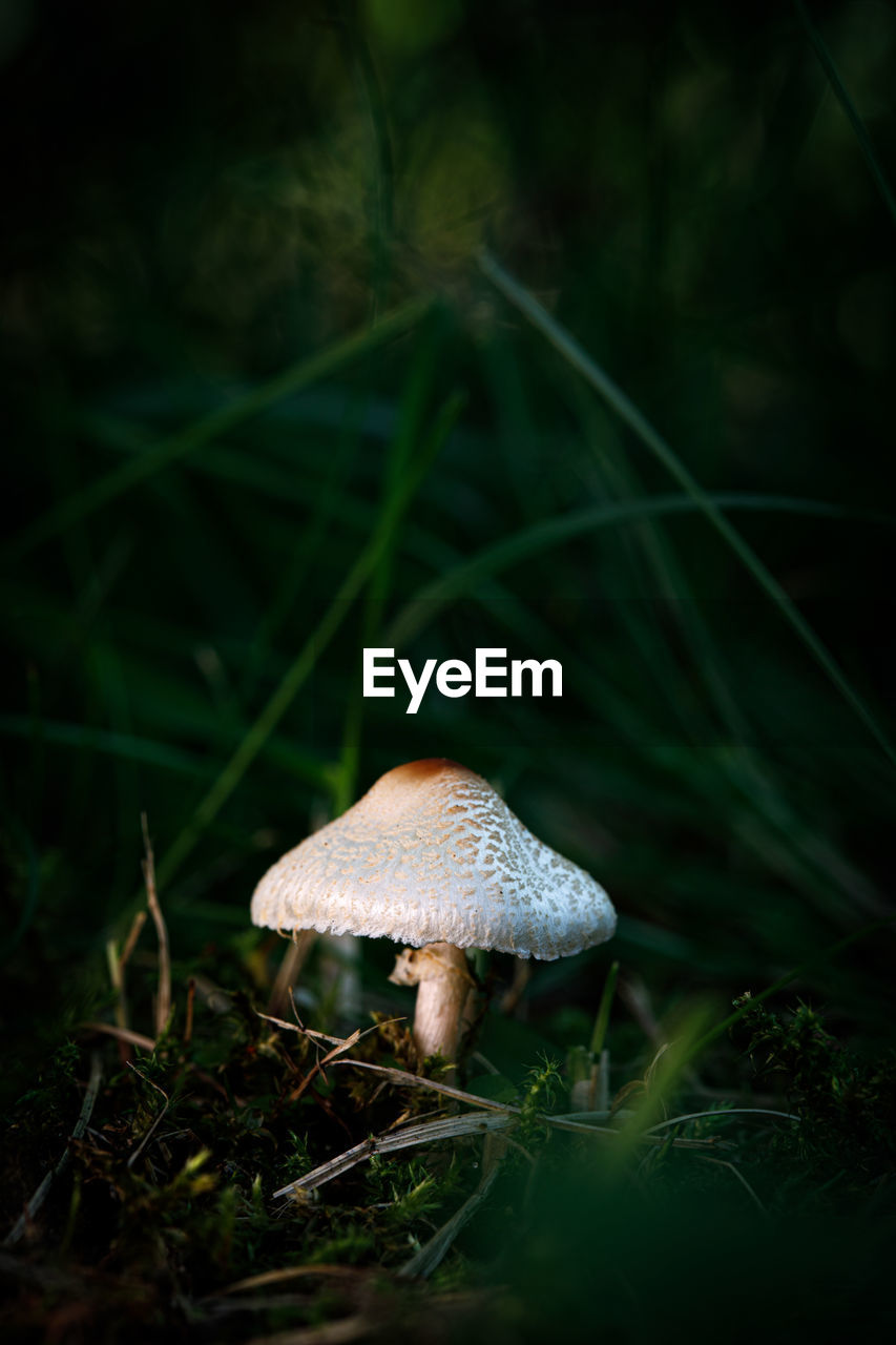 A close up of a small mushroom with a white cap