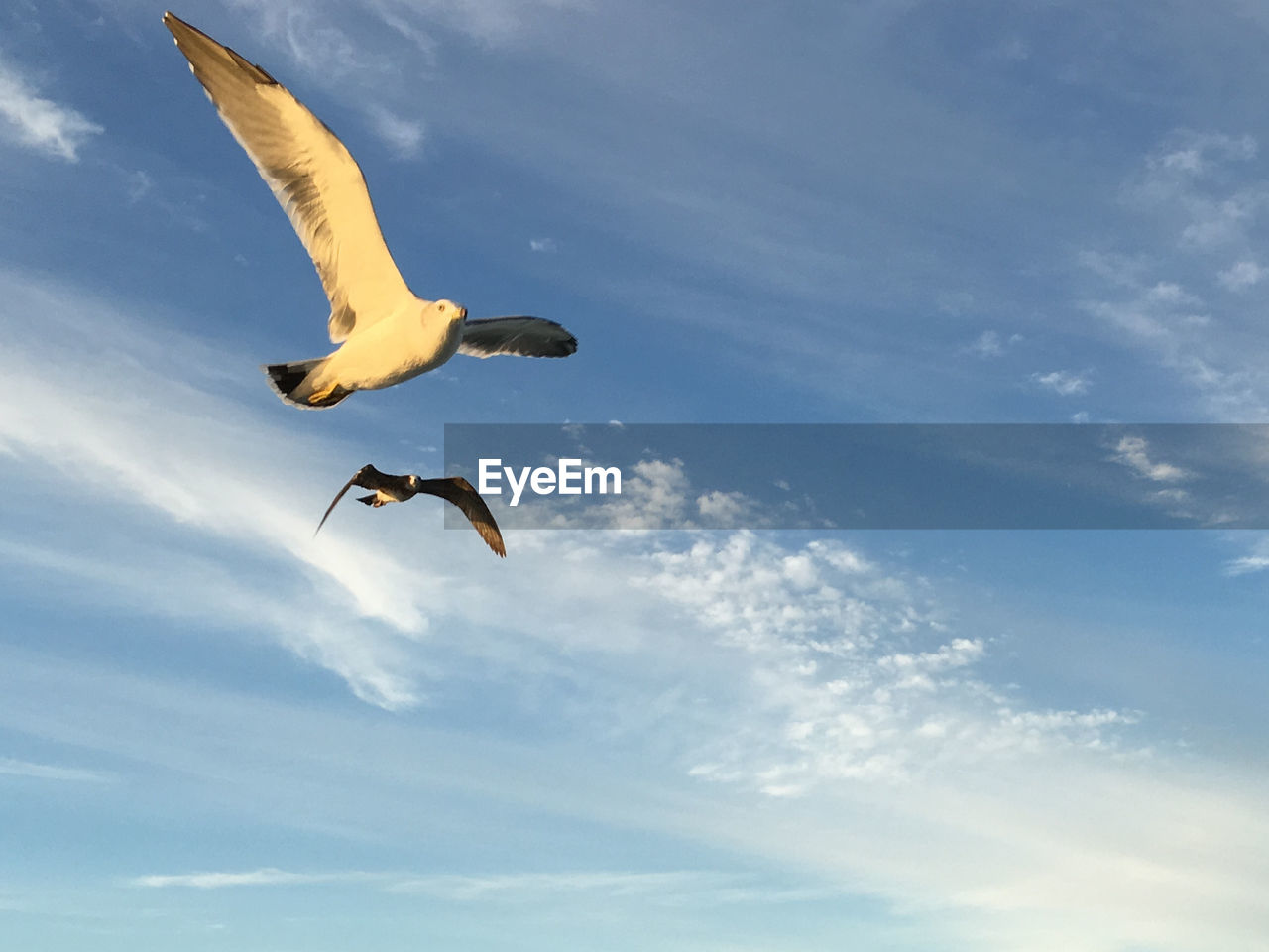 LOW ANGLE VIEW OF SWAN FLYING