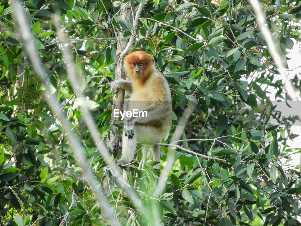 MONKEY SITTING ON TREE