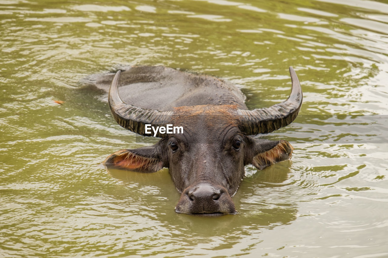 Portrait of water buffalo in lake