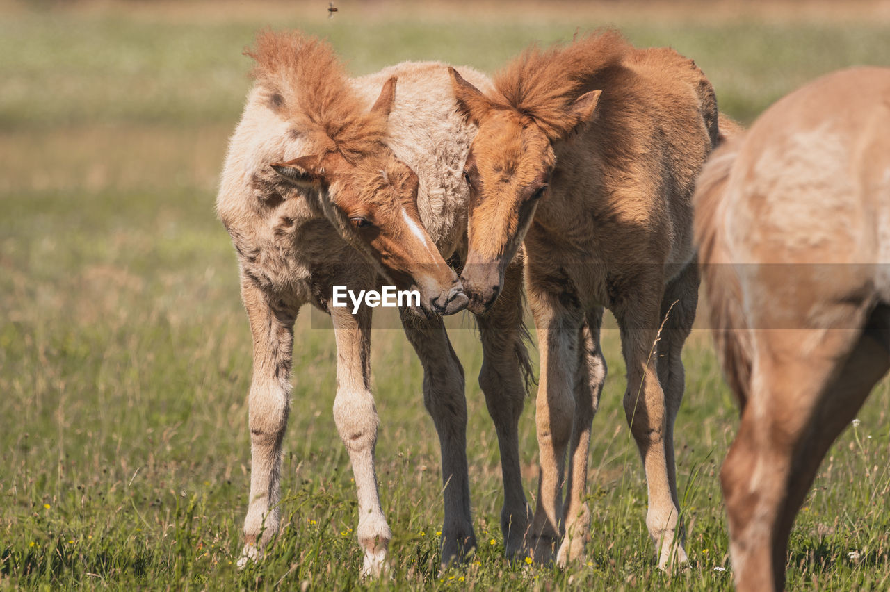 Horses in a field