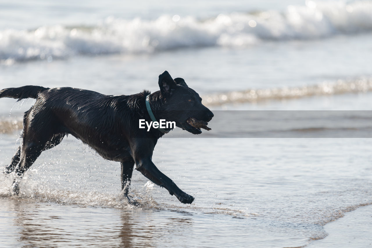 DOG ON BEACH