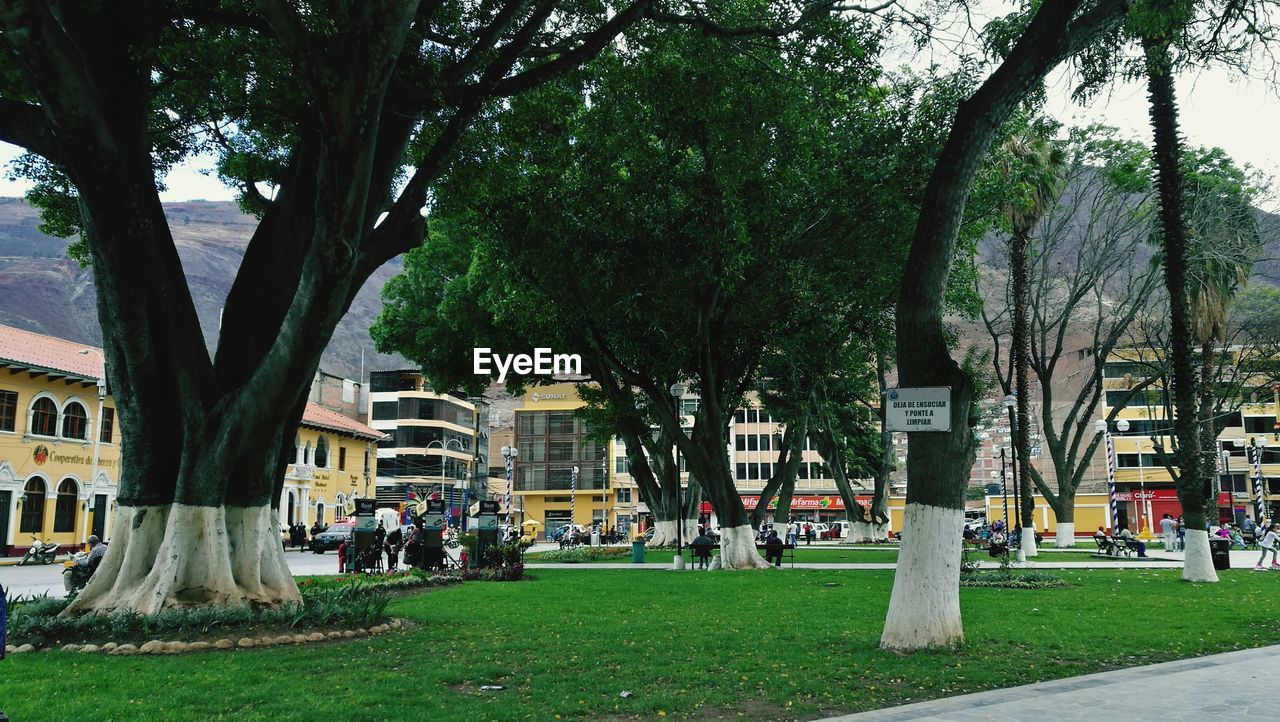 VIEW OF PARK WITH CITY IN BACKGROUND