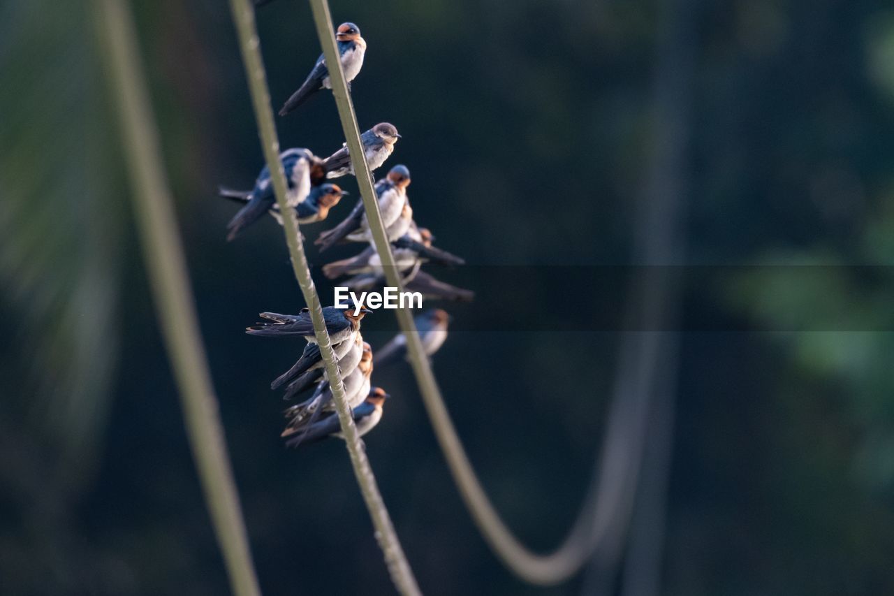 Close-up of bird perching on string