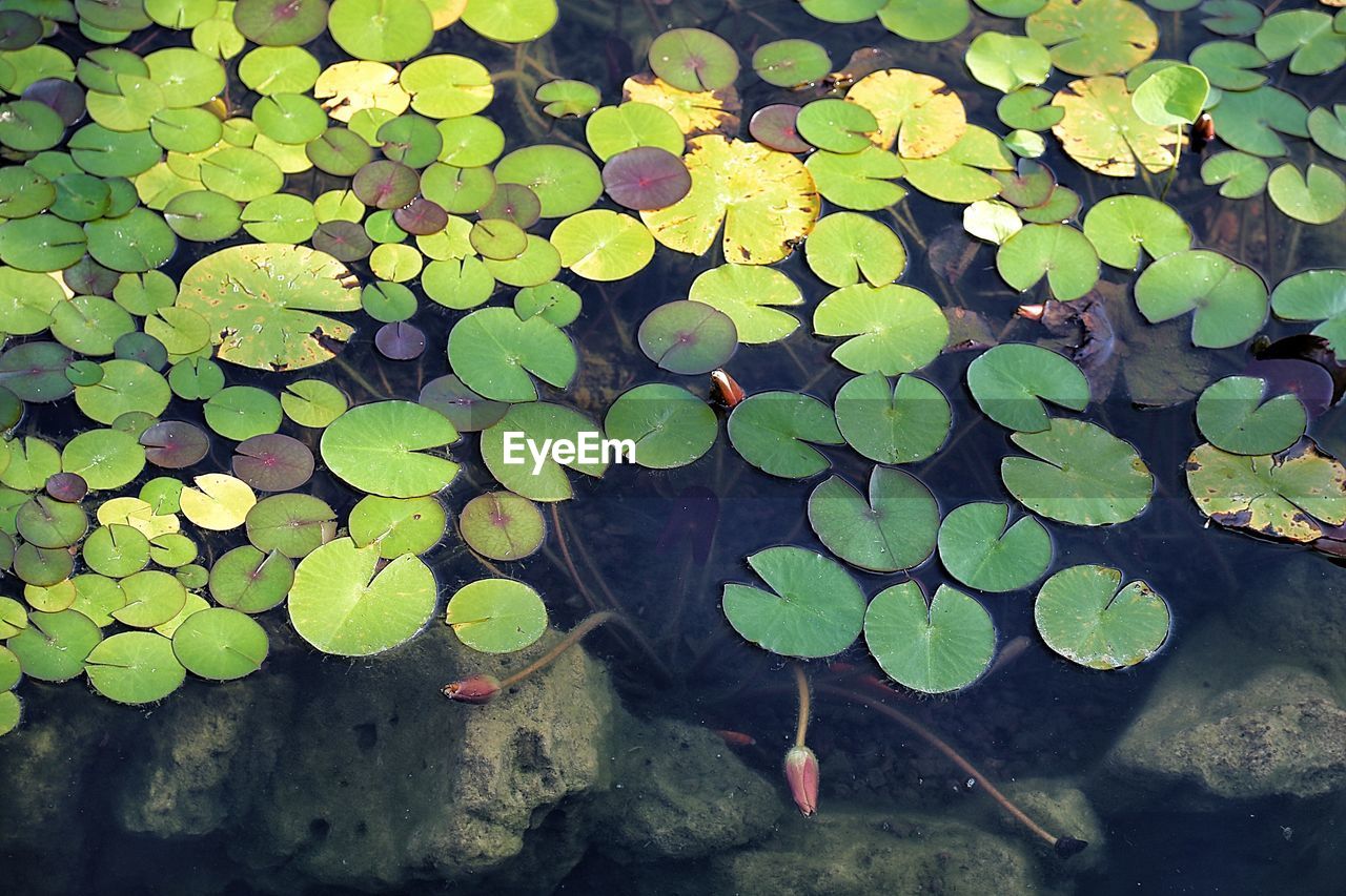 Leaves floating on water