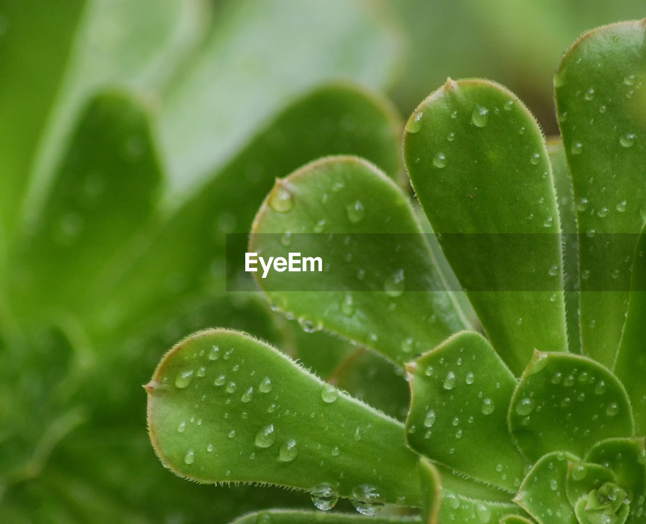 Close-up of water drops on succulent plant