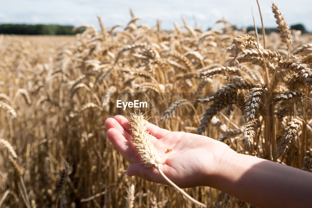 Cropped hand holding wheat on field