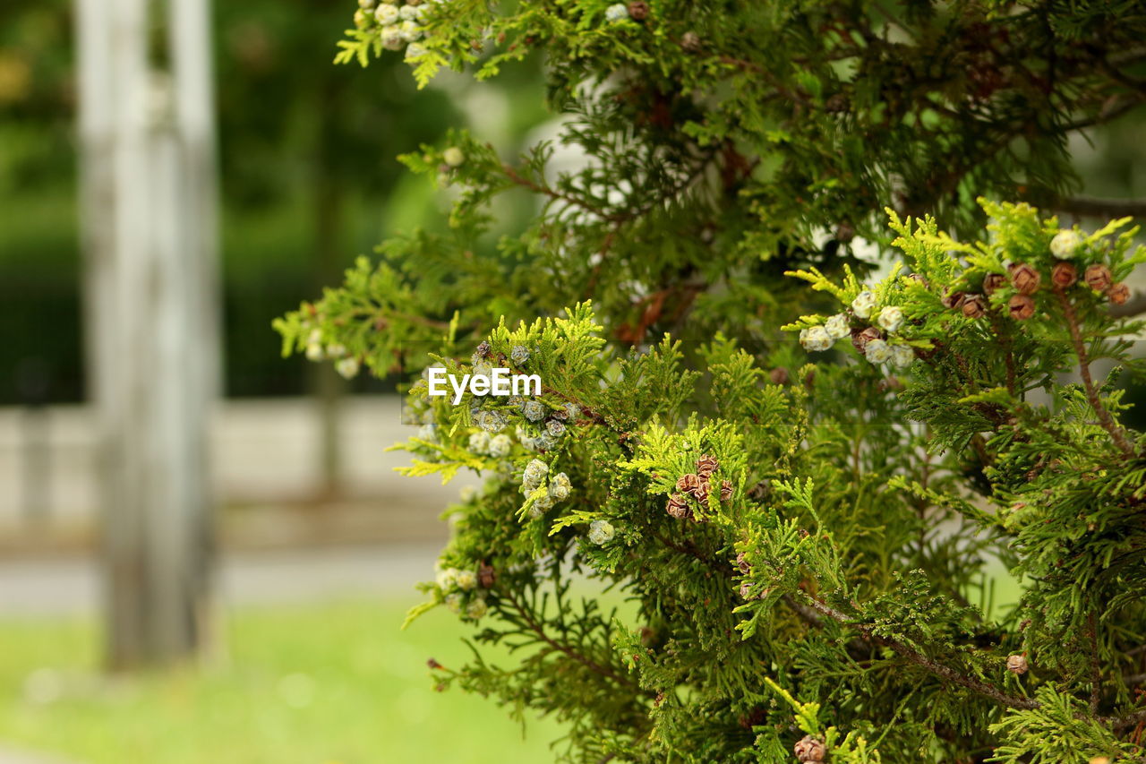 Close-up of fresh green plants