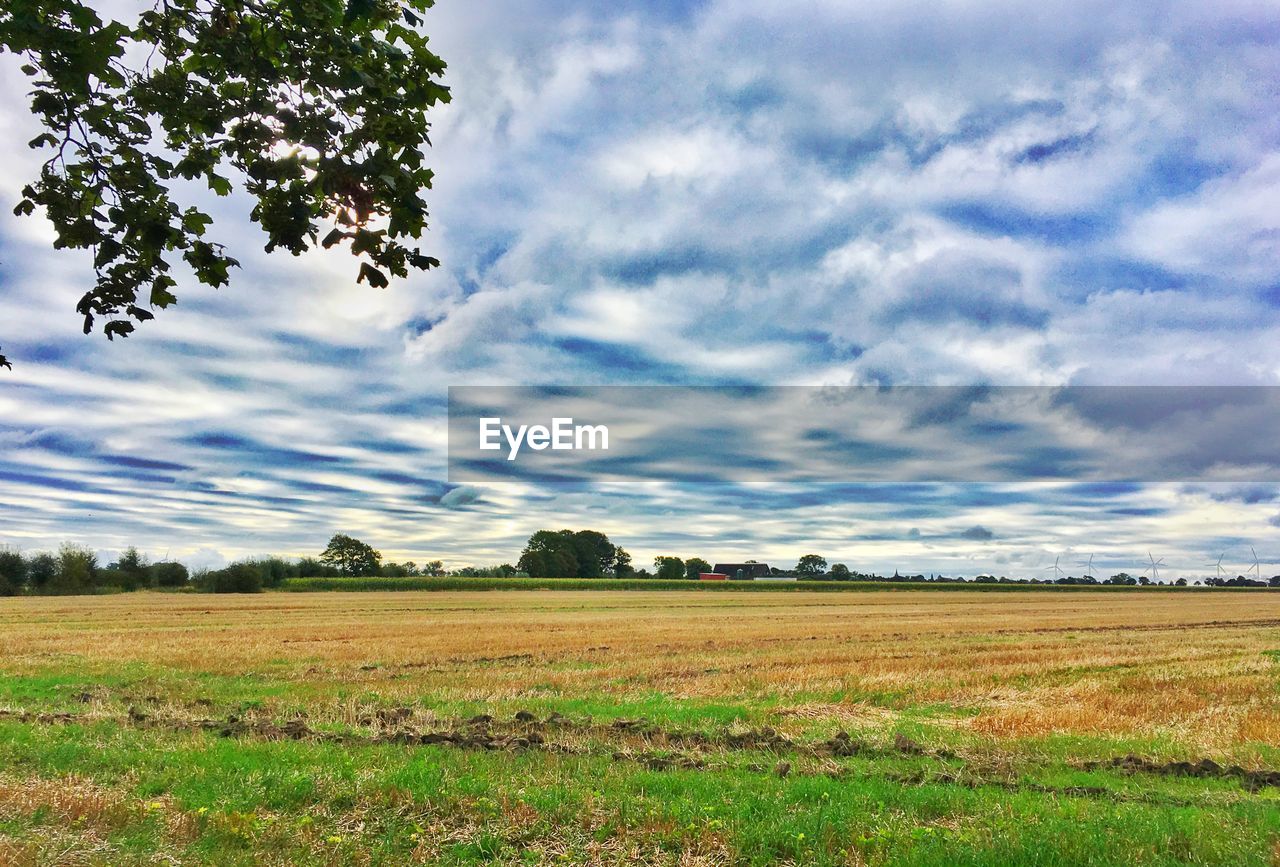 Scenic view of agricultural field against sky