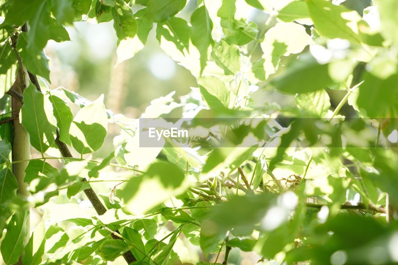 LOW ANGLE VIEW OF LEAVES ON BRANCH