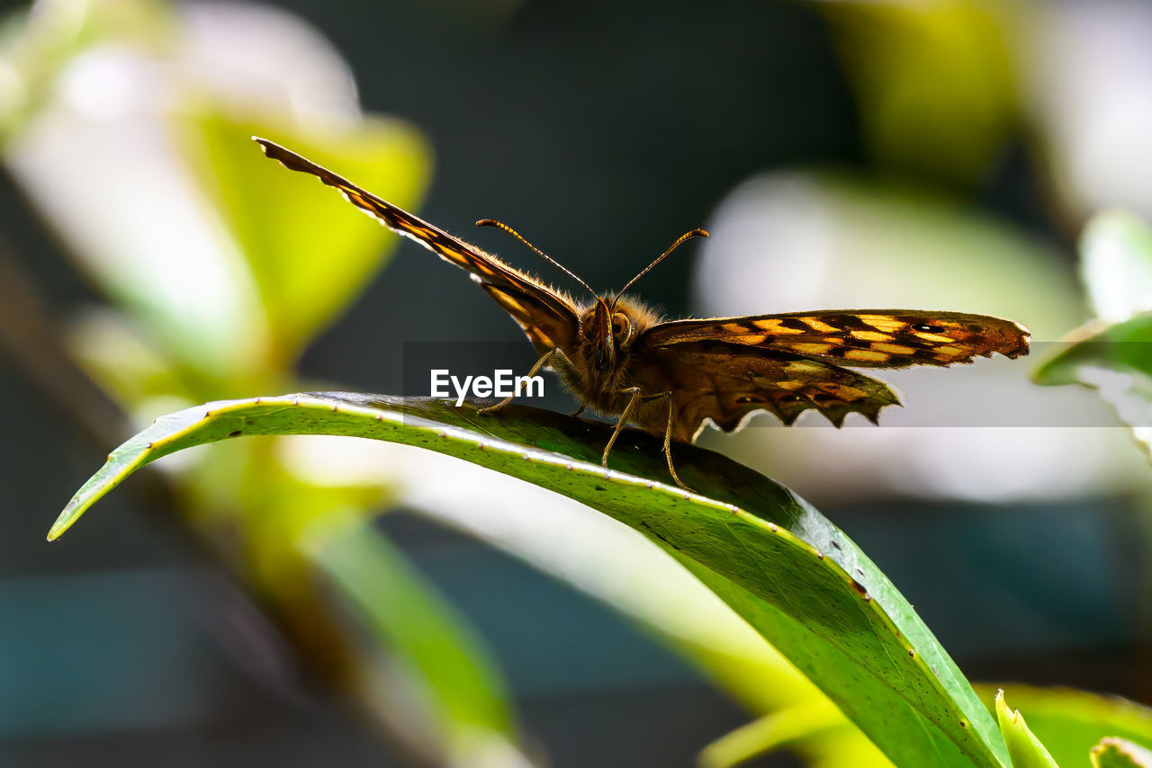 animal themes, insect, animal wildlife, animal, yellow, butterfly, one animal, wildlife, animal wing, beauty in nature, nature, close-up, green, macro photography, plant, animal body part, plant part, leaf, moths and butterflies, flower, no people, macro, focus on foreground, perching, outdoors, environment, summer, fragility, selective focus, full length, resting, side view, flowering plant, food, freshness, magnification, eating, light effect, day