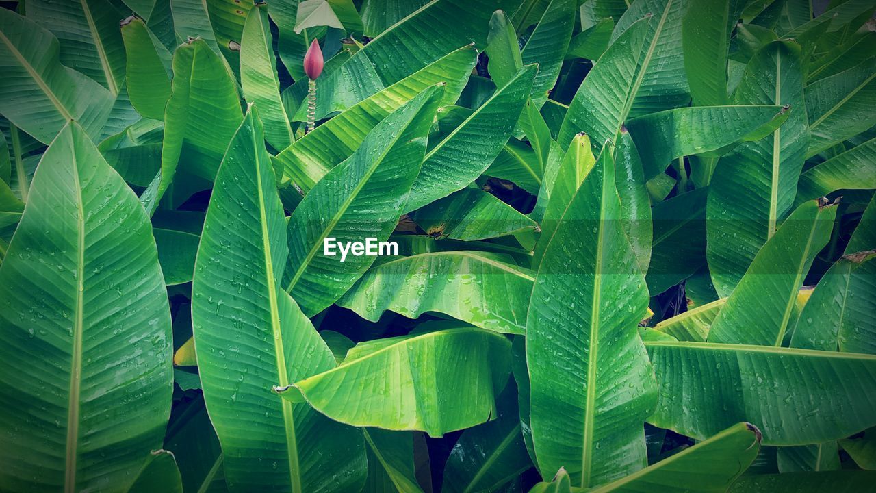 Close-up of leaves