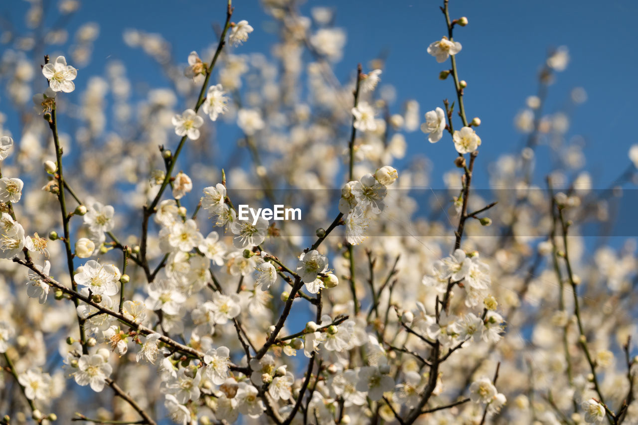 LOW ANGLE VIEW OF WHITE CHERRY BLOSSOM