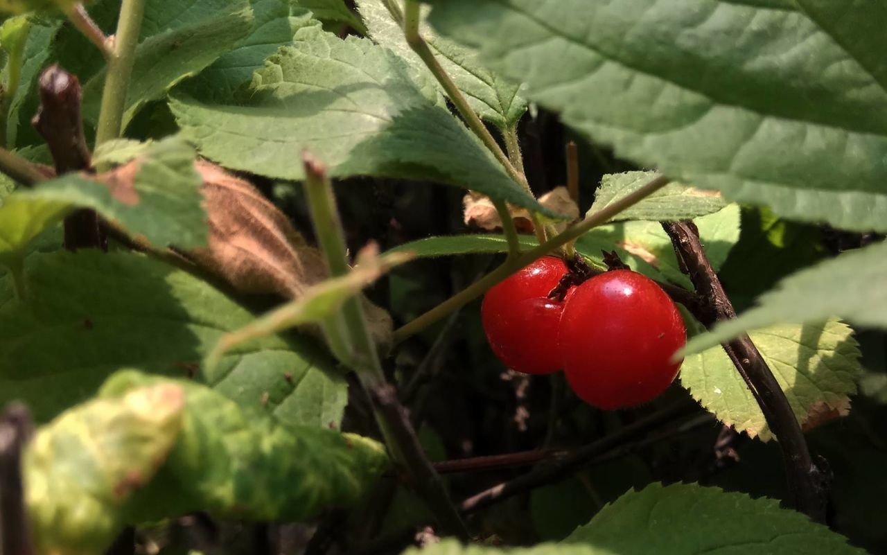 CLOSE-UP OF STRAWBERRY GROWING ON TREE