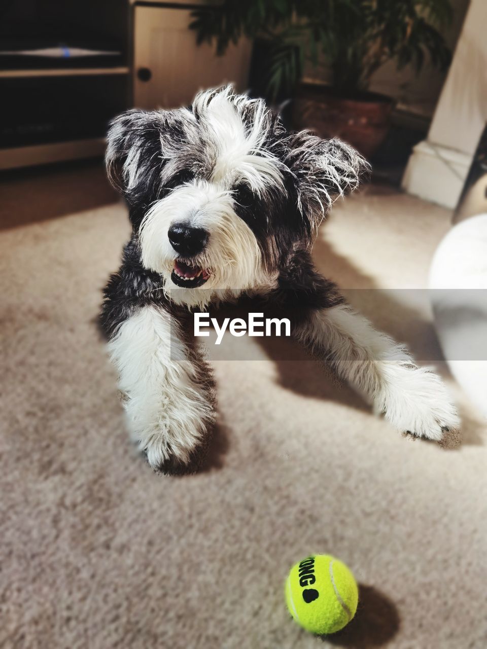 PORTRAIT OF DOG WITH BALL ON BED