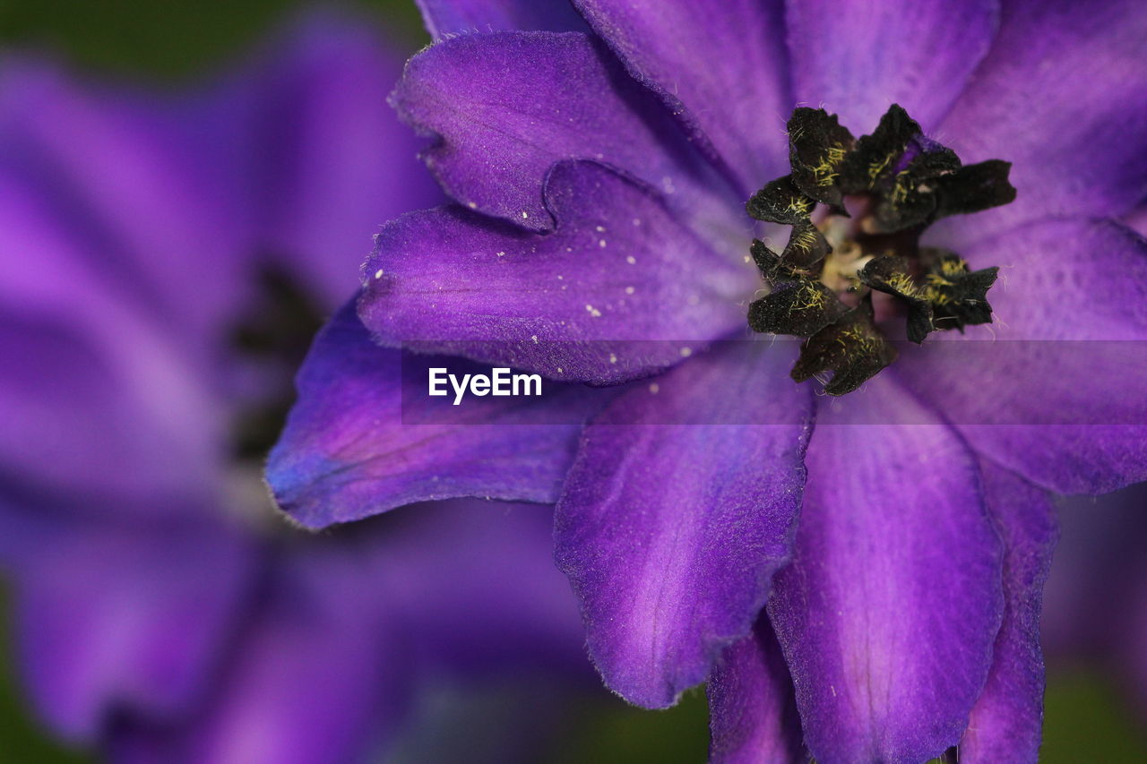 Close-up of purple flowers blooming outdoors