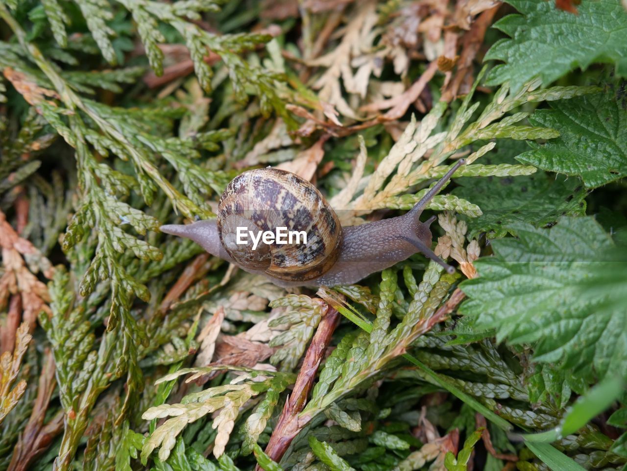 Close-up of snail on plant