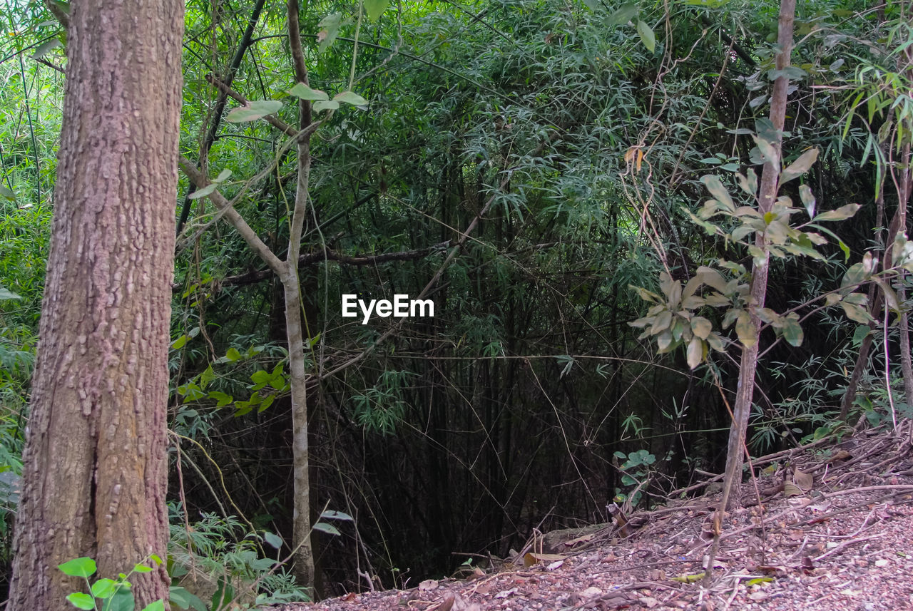 BAMBOO TREES IN FOREST