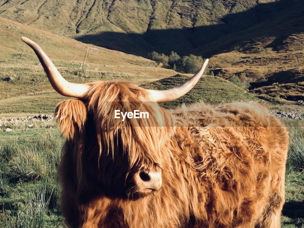 Highland cow in front of a mountain