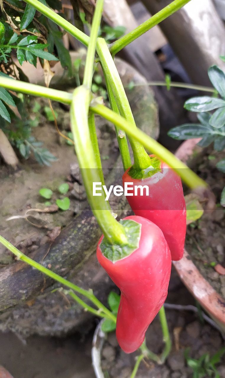 CLOSE-UP OF RED CHILI PEPPERS ON PLANT