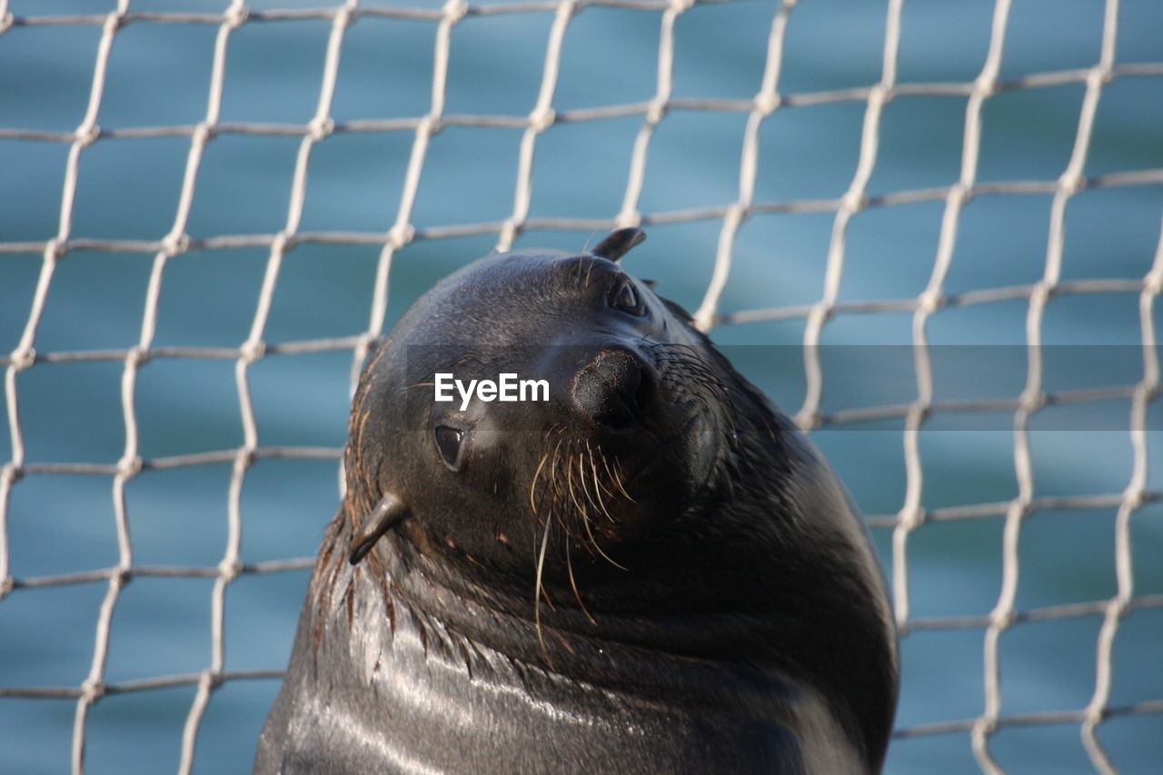 Close-up of seal at zoo