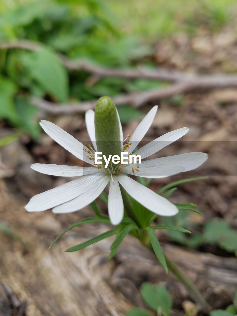 CLOSE-UP OF WHITE FLOWER BLOOMING