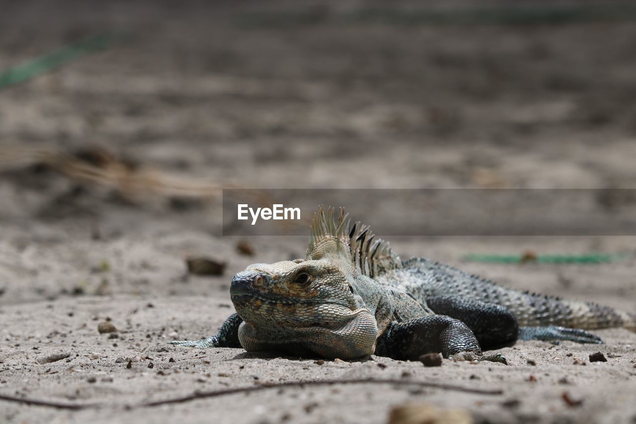 CLOSE-UP OF IGUANA ON SAND