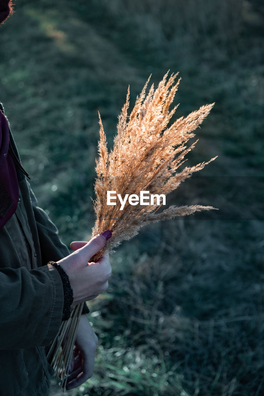 Midsection of woman holding dry grass