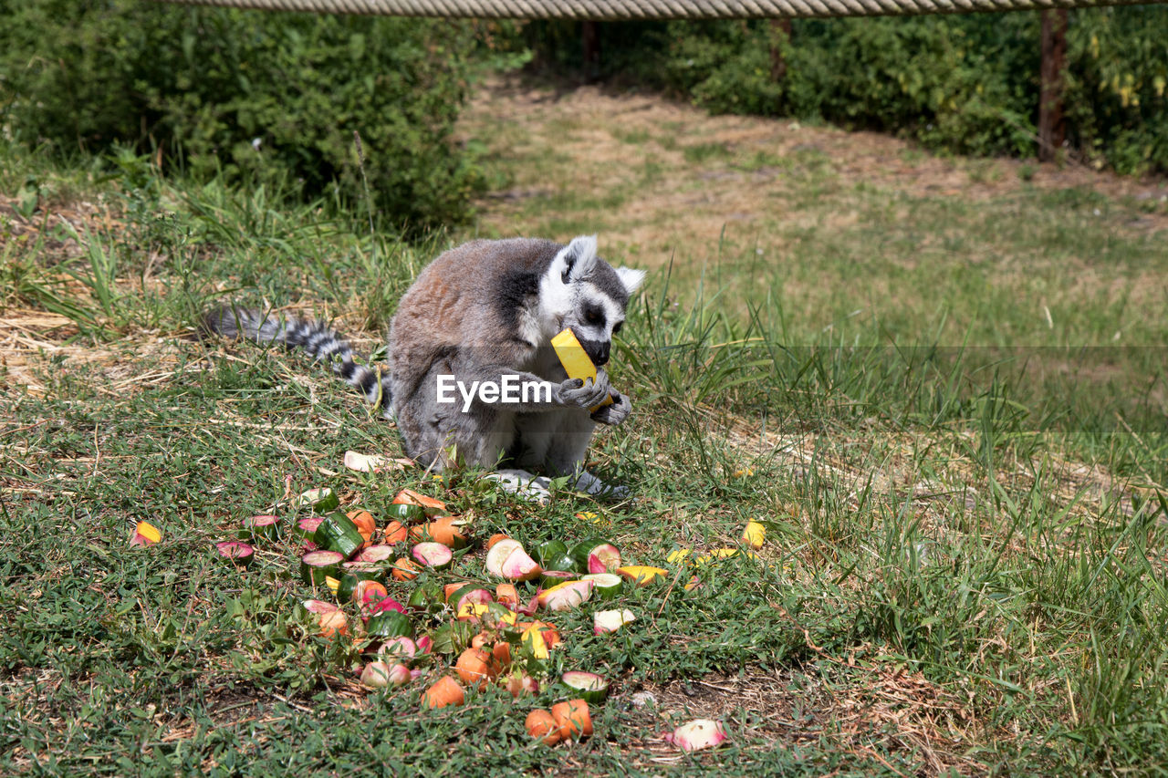 VIEW OF SQUIRREL EATING ON PLANT AT FARM