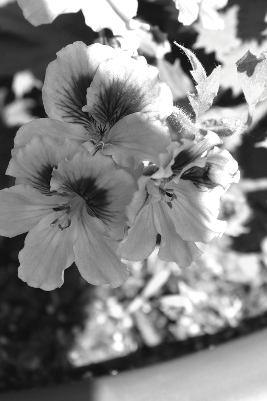 CLOSE UP OF FLOWERS