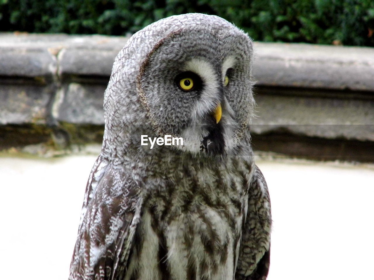 CLOSE-UP OF OWL PERCHING ON FEEDER