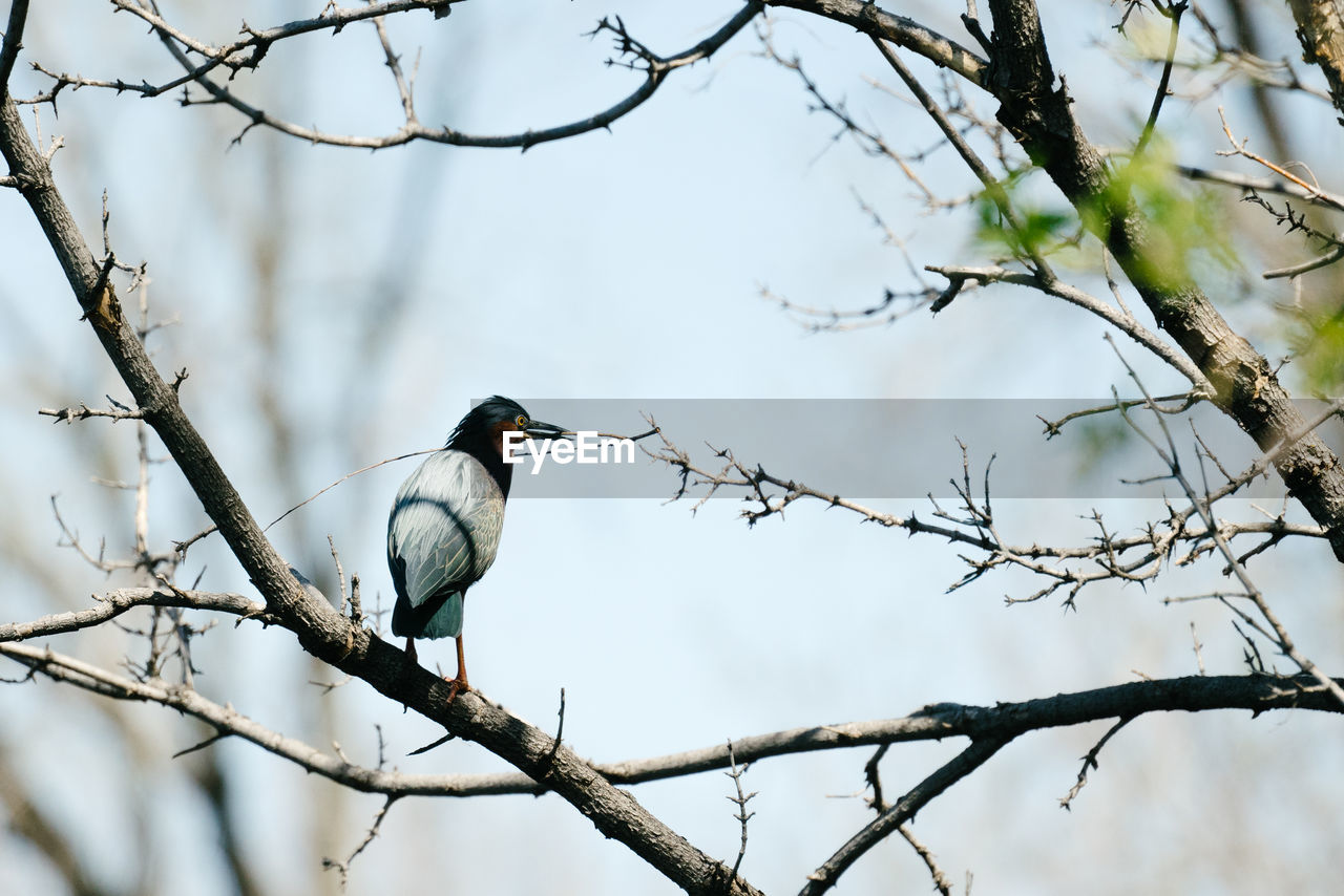 Full length view of a green heron holding a large branch in its beak