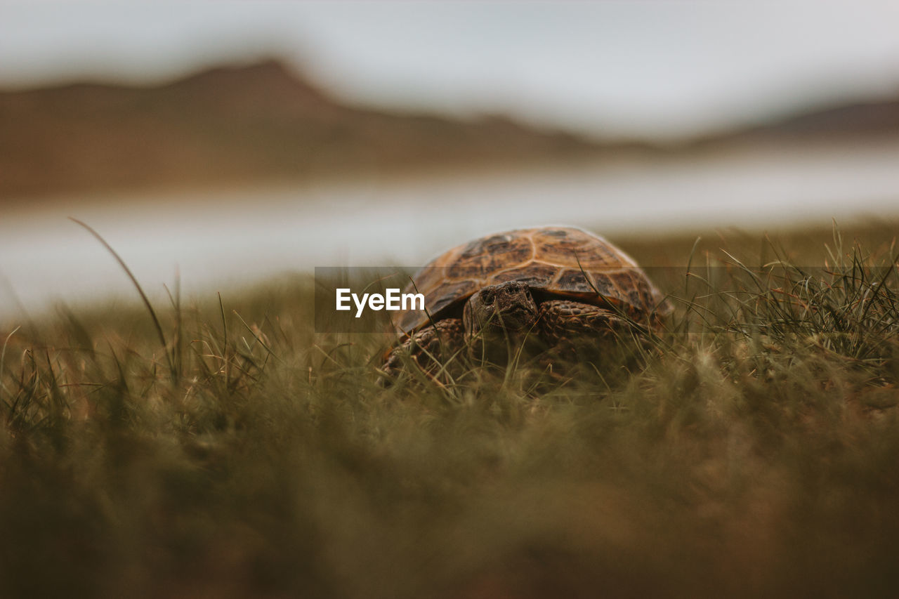 close-up of turtle on grassy field