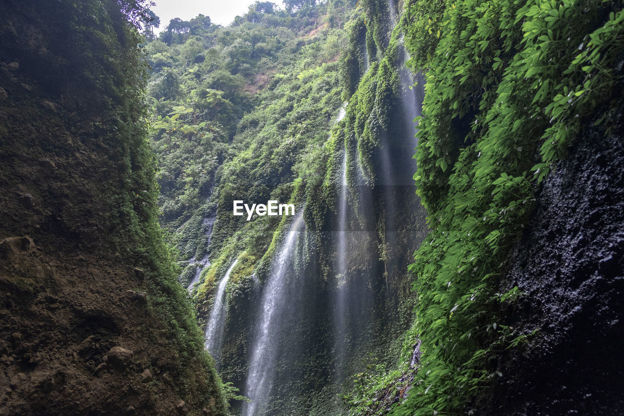 SCENIC VIEW OF WATERFALL AMIDST TREES