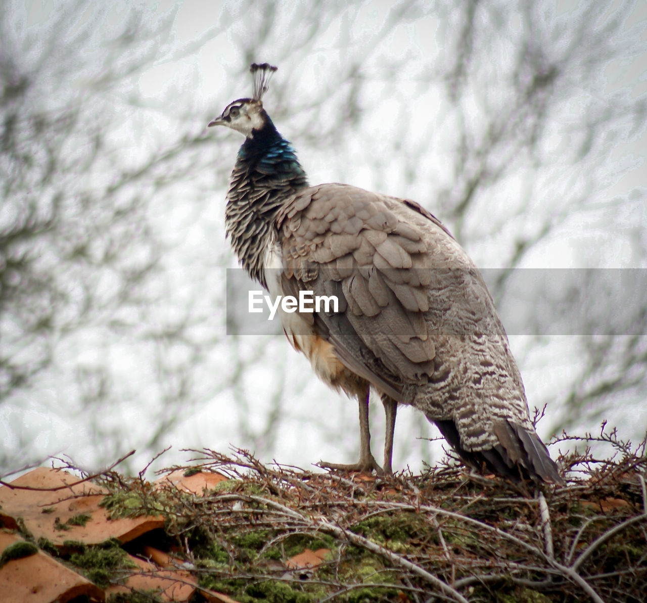 CLOSE-UP OF A BIRD PERCHING ON A TREE