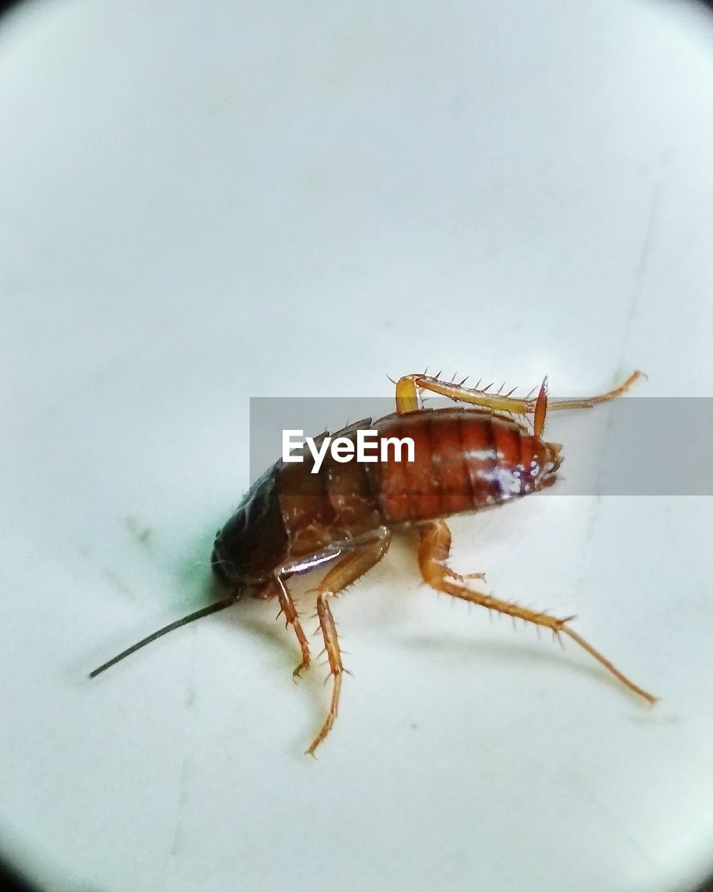 HIGH ANGLE VIEW OF INSECT IN CONTAINER