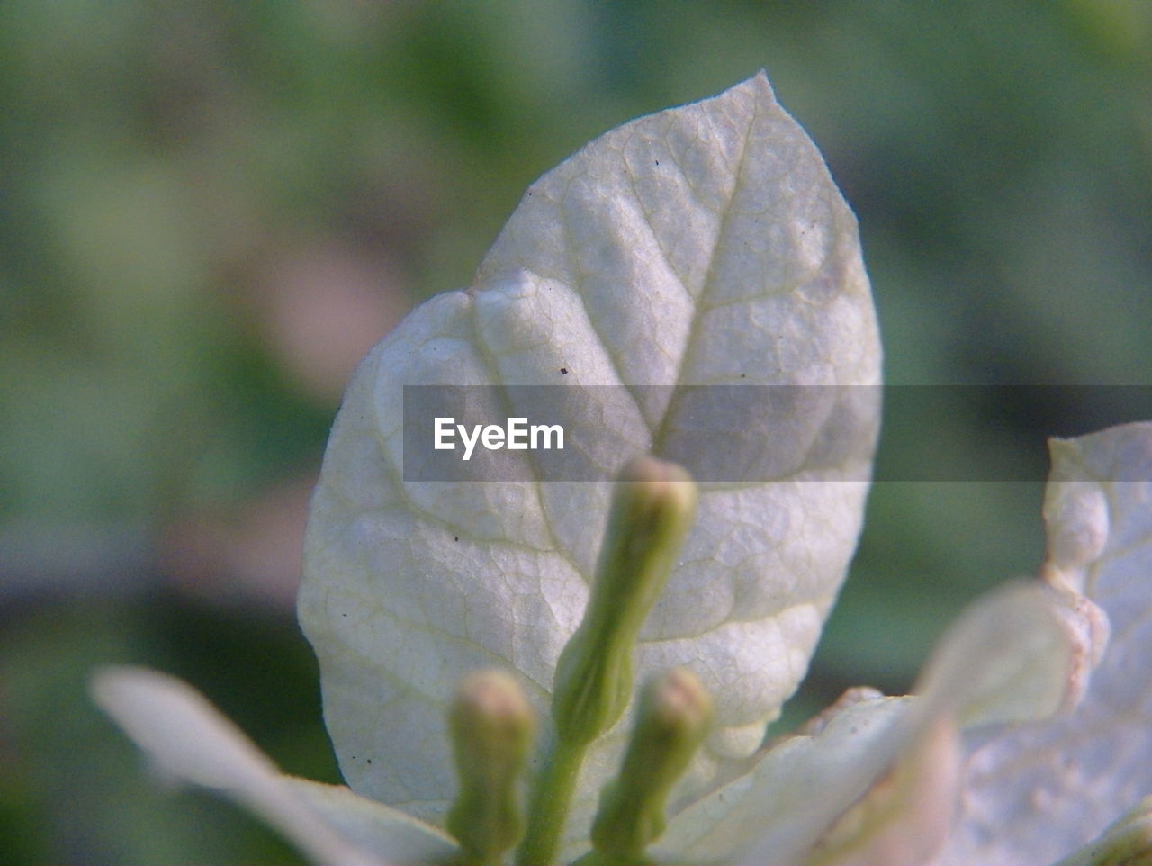 Close-up of white flower