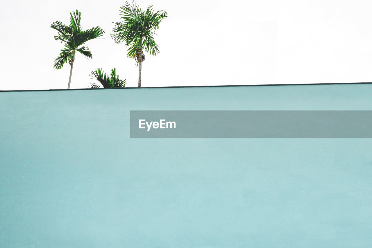 Low angle view of palm trees against clear sky