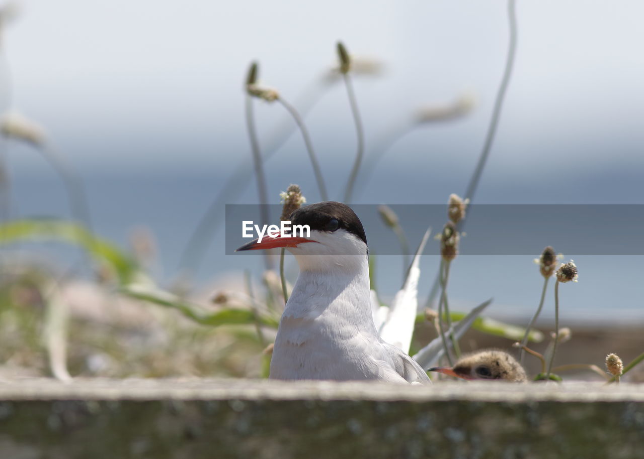 CLOSE-UP OF BIRDS PERCHING ON GROUND