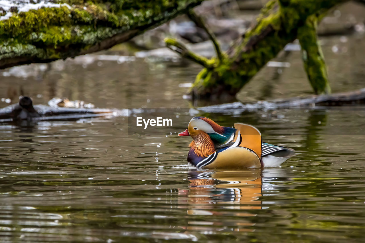 DUCKS SWIMMING ON LAKE