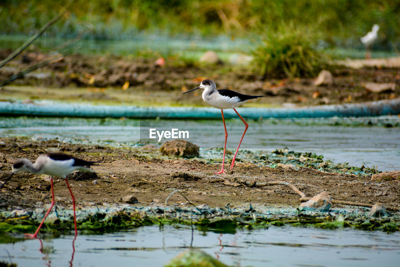 View of black-winged stilt bird on beach