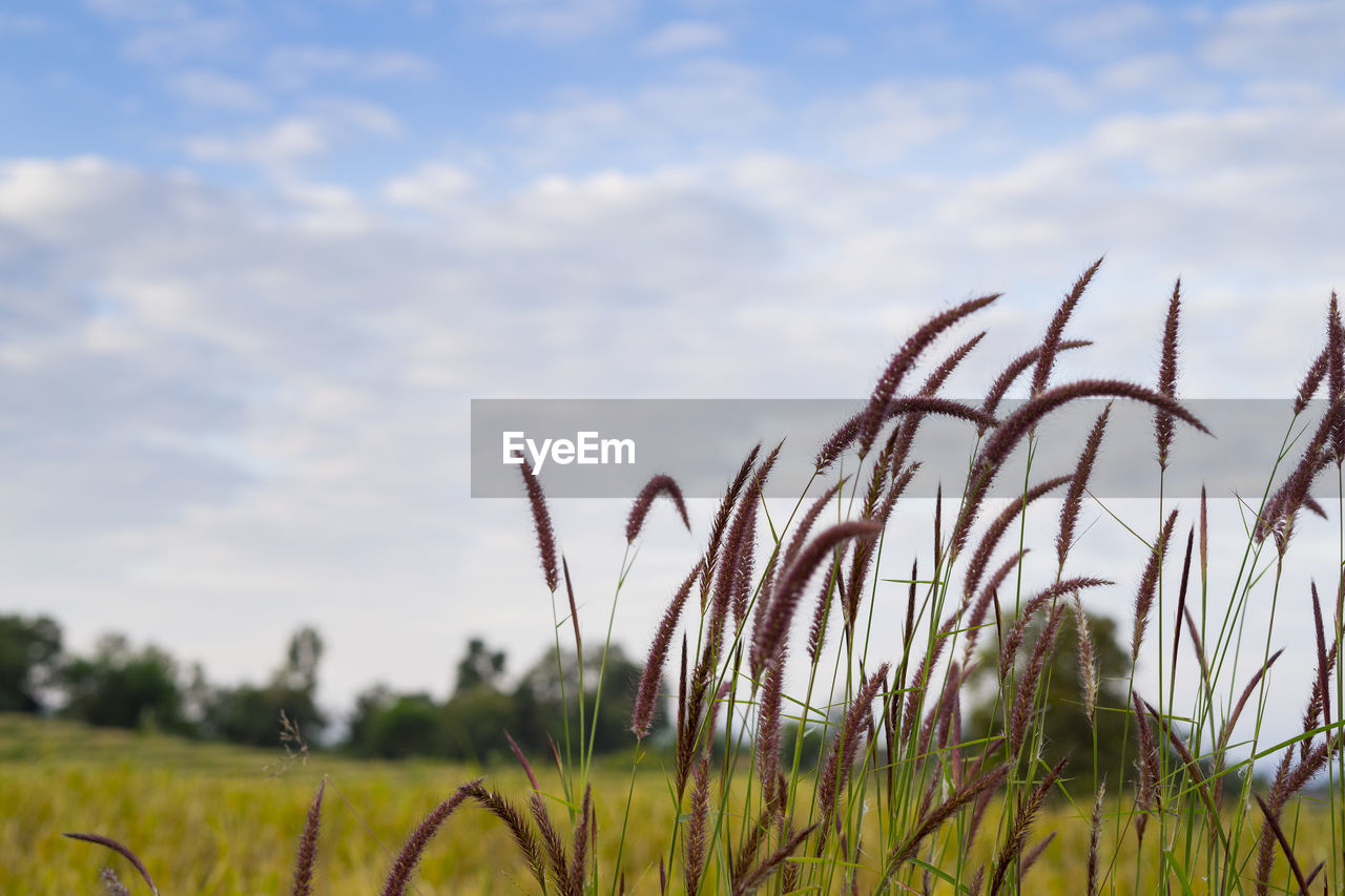 CROPS GROWING IN FIELD AGAINST SKY