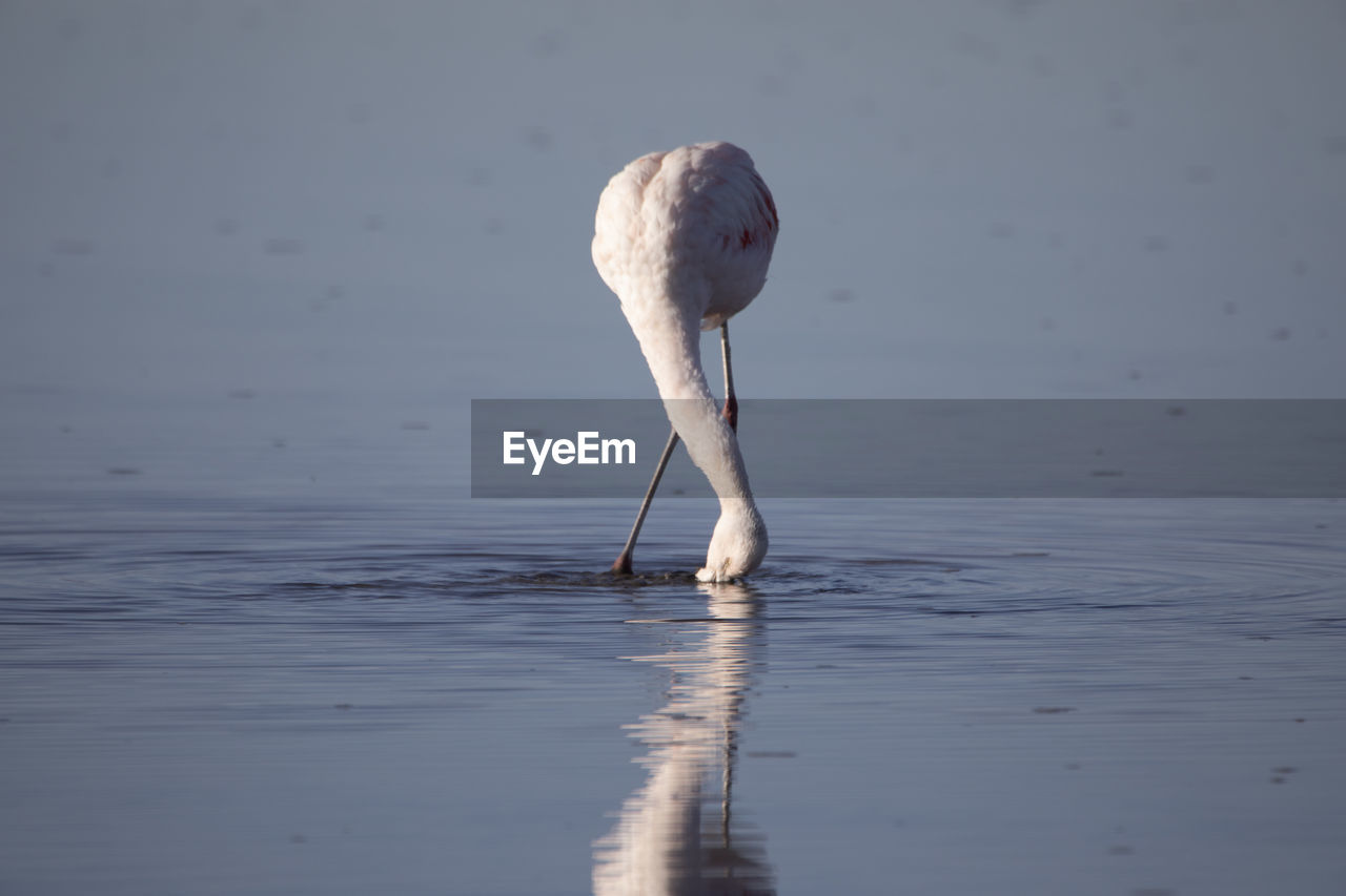 Flamingos eating in the altiplanic lagoons