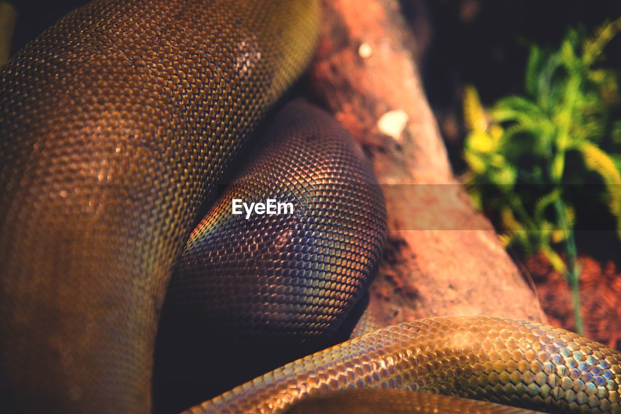 Close-up of snake in forest