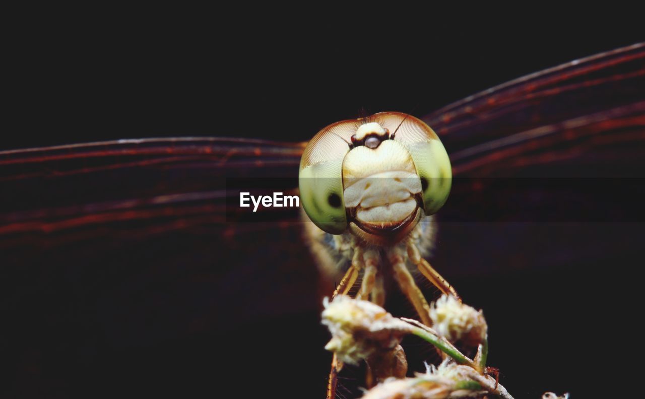 CLOSE-UP OF INSECT OVER WHITE BACKGROUND